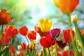 spring tulips