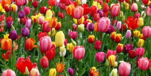 doula training michigan